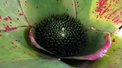 Neoregelia johannis, photograph (c) Carlos Otávio Gussoni, some rights reserved (CC BY)