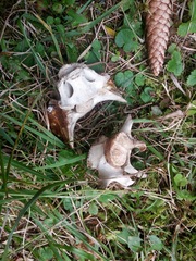 Cervus elaphus