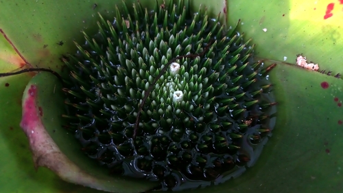 Neoregelia johannis, photograph 4