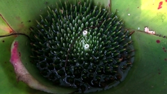 Neoregelia johannis, photograph (c) Carlos Otávio Gussoni, some rights reserved (CC BY)