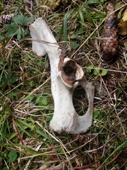 Cervus elaphus