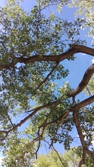 Populus deltoides wislizenii