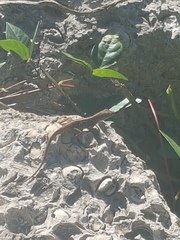 Anolis sagrei