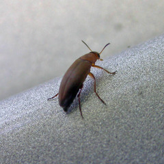 Anaspis flava