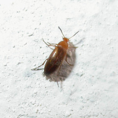 Anaspis flava