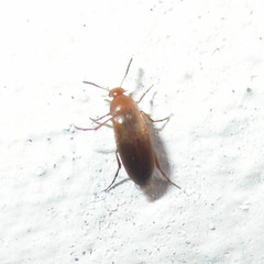 Anaspis flava