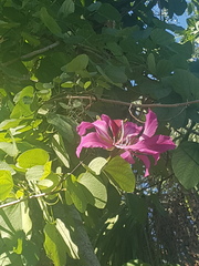 Bauhinia purpurea