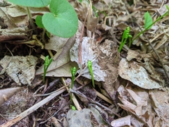 Botrychium simplex image