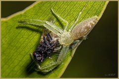 Oxytate argenteooculata