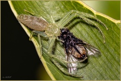 Oxytate argenteooculata