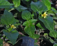 Calyptocarpus brasiliensis