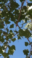Populus deltoides wislizenii