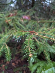 Picea sitchensis
