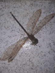 Gynacantha