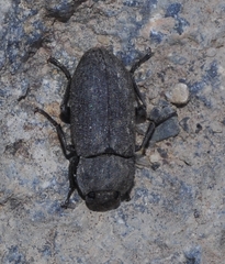 Gonocephalum rusticum