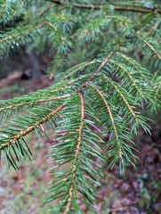 Picea sitchensis