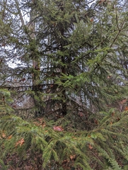 Picea sitchensis