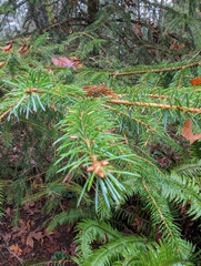 Picea sitchensis