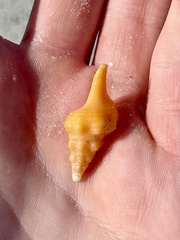 Triplofusus giganteus