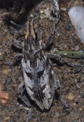 Coniocleonus excoriatus