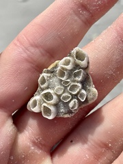 Amphibalanus eburneus