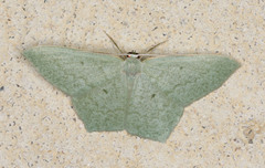 Maxates centrophylla