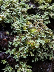 Cladonia coniocraea