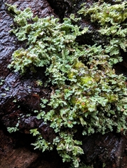 Cladonia coniocraea