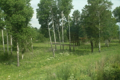 Betula pendula