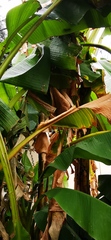 Musa basjoo