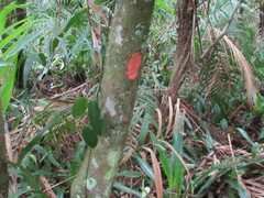 Byrsonima ligustrifolia