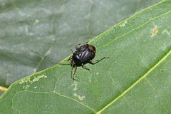 Charagochilus gyllenhalii