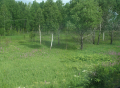 Betula pendula