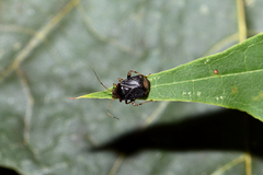 Charagochilus gyllenhalii