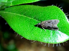 Cryptaspasma querula