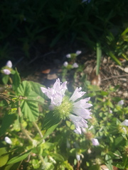 Richardia grandiflora
