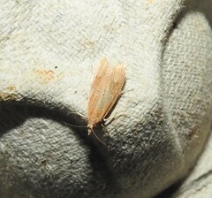 Bactra noteraula
