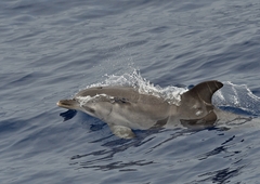 Stenella frontalis