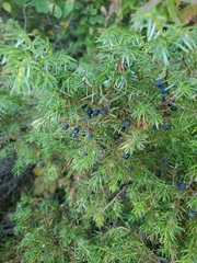Juniperus communis