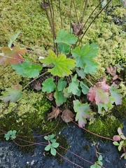 Heuchera