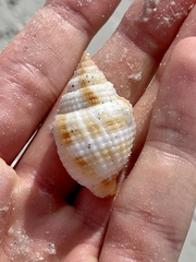 Cancellaria reticulata