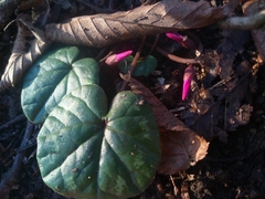 Cyclamen coum