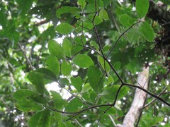 Byrsonima ligustrifolia