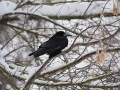 Corvus frugilegus