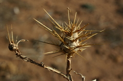 Centaurea maroccana