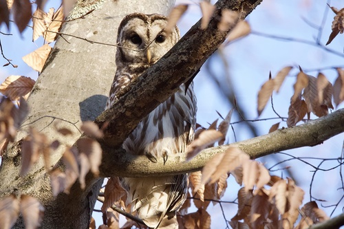 Barred Owl photographed in Kentucky