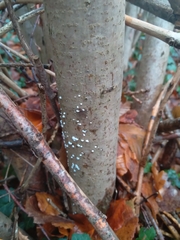 Nectriaceae