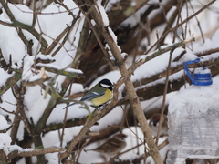 Parus major