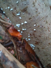 Nectriaceae