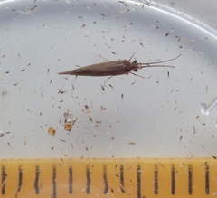 Glossosomatidae